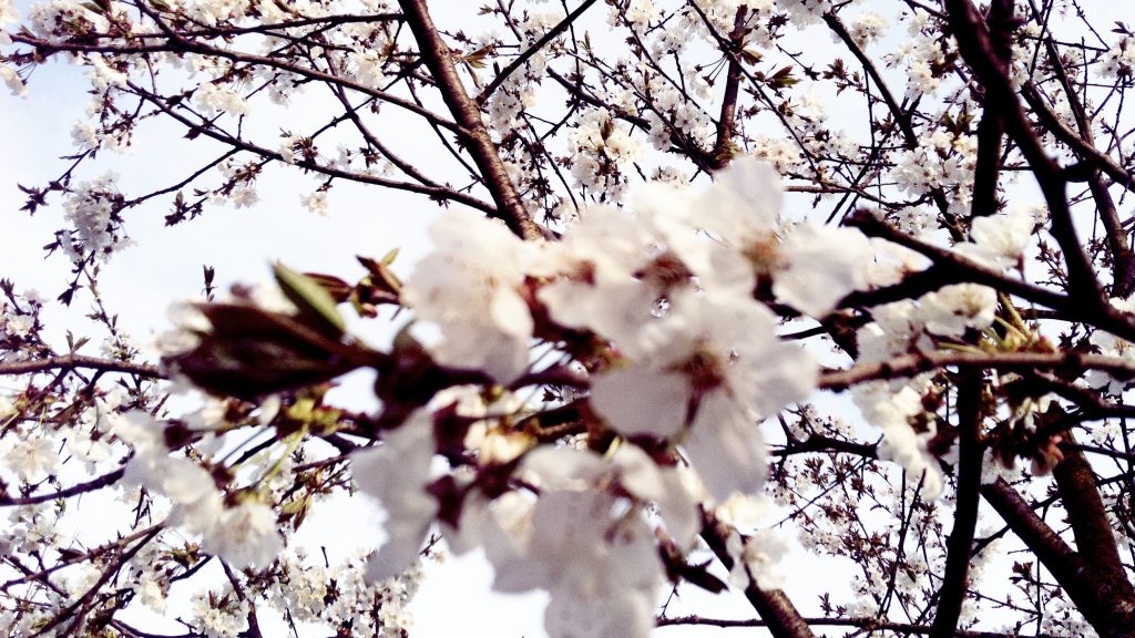 bYOGA Special: Frühlingserwachen